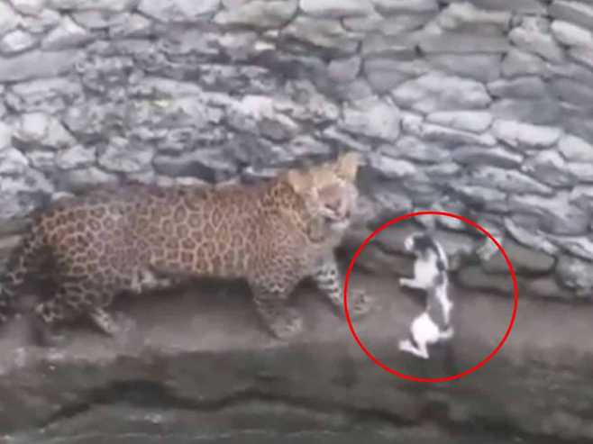 사냥중 우물에 빠진 표범과 고양이 ‘뜻밖의 결말’