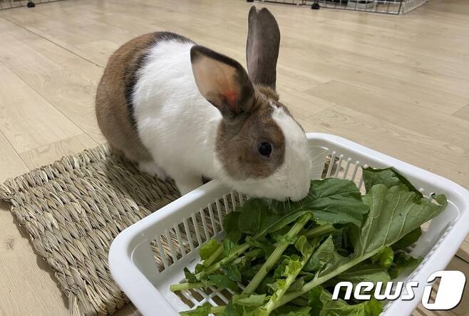배봉산에서 구조한 토끼 '라떼' (동물권단체 하이 제공) © 뉴스1