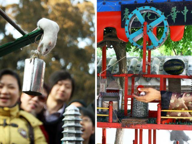 흰 쥐를 훈련시킨 노서곽. 왼쪽은 베이징 동악묘, 오른쪽은 오교잡기대세계. ⓒ최종명