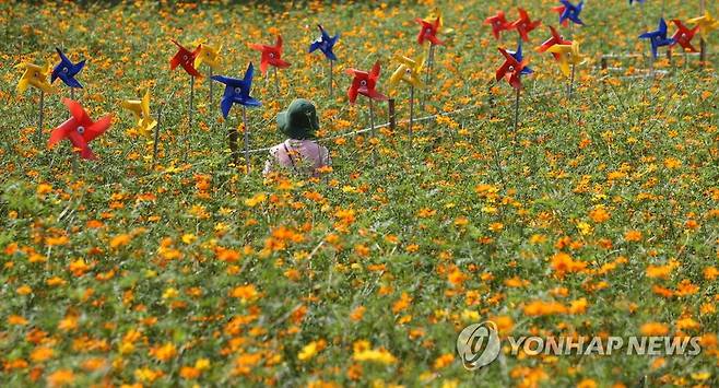 초가을 날씨가 이어지는 지난 10일 오후 서울 올림픽공원 들꽃마루에 주황색 코스모스들이 피어 있다. [사진 출처 = 연합 뉴스]