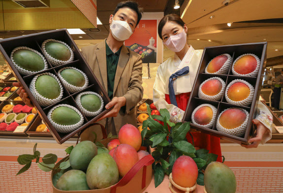 12일 서울 강남구 현대백화점 본점 식품관에서 모델들이 전남 영광에서 생산하는 국내산 신품종 애플망고로 구성한 ‘홍망고·청망고’ 추석 선물세트를 소개하고 있다.(사진=현대백화점)