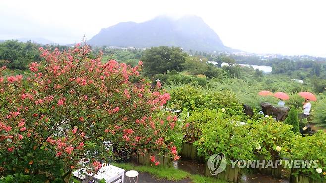 비 내리는 제주 지난 10일 오전 제주 서귀포시 안덕면의 카페 마노르블랑을 찾은 입장객이 우산을 쓰고 산책하고 있다. [연합뉴스 자료사진]