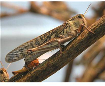 식용곤충인 풀무치. [사진=식품의약품안전처]