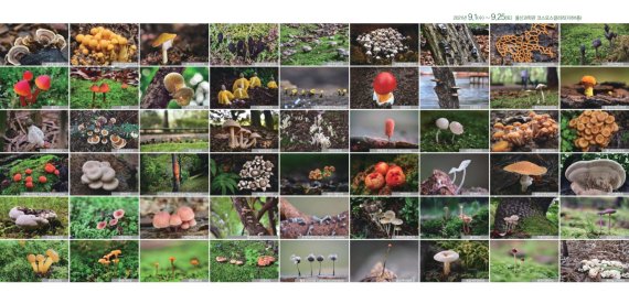 울산생명의숲 야생버섯 사진 전시회. 오는 25일까지 울산과학관 코스모스갤러리에서 열린다.