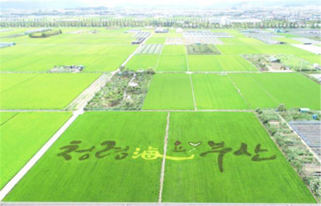 부산시 농업기술센터가 부산 대저동에 그린 ‘청렴海요~♥ 부산’ 그림이 논 위에 그려져 있다. 부산시 제공