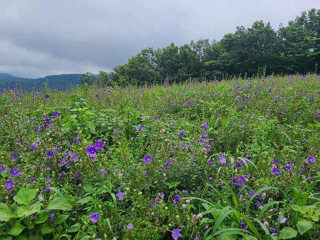 [진주=뉴시스] 도라지 재배지. *재판매 및 DB 금지