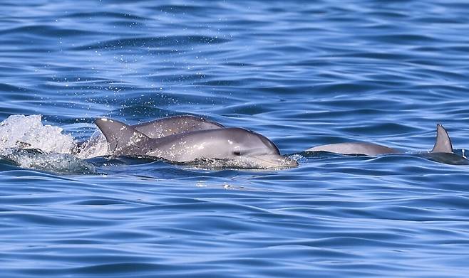 이달초 대정읍 앞바다에서 포착된 어린 돌고래들. 단체 제공