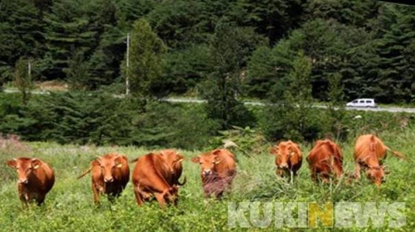 홍천한우 방목 모습.&nbsp;