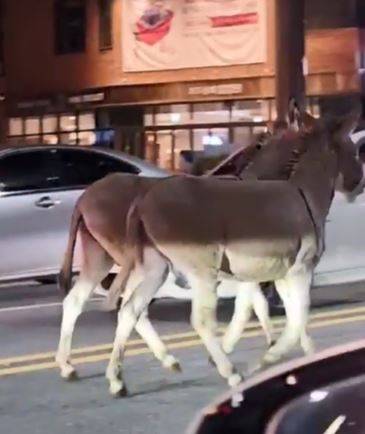 학동역사거리에 출몰한 당나귀 2마리 [독자 제공]