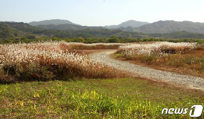 충주 비내섬 © 뉴스1