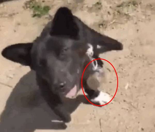 2kg 가량의 쇠망치를 매단 채 걸어오는 강아지/사진=동물권단체 케어 페이스북 캡처