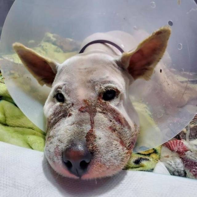 비글구조네트워크 연계 동물병원에서 입원 치료 중인 백구 '황제'. 비글구조네트워크 페이스북 페이지 캡처.