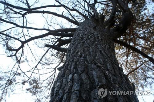 2019년 대형산불로 검게 타 버린 동해시 망상동의 소나무.[연합뉴스 자료사진]
