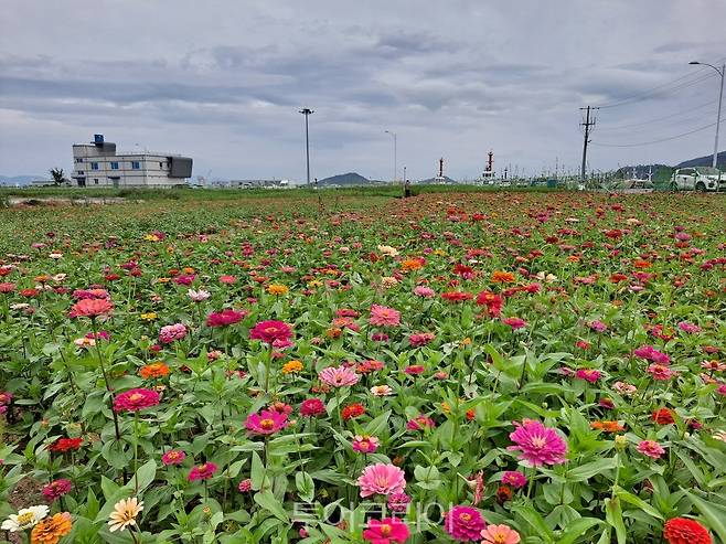 가을 꽃으로 곱게 단장한 목포 남항