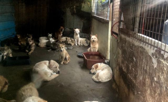 경기 부천시의 한 도살장에서 죽음을 기다리던 28마리의 개들. 어두운 창고에서 개들은 다른 개들이 도살당하는 것을 지켜봐야 했다. 동물구조119 제공