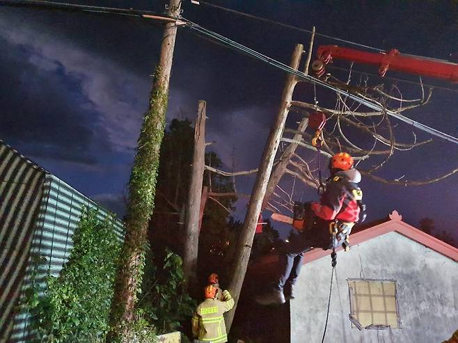 강풍에 쓰러져 전신주에 걸린 나무 [서귀포소방서 제공. 재판매 및 DB 금지]