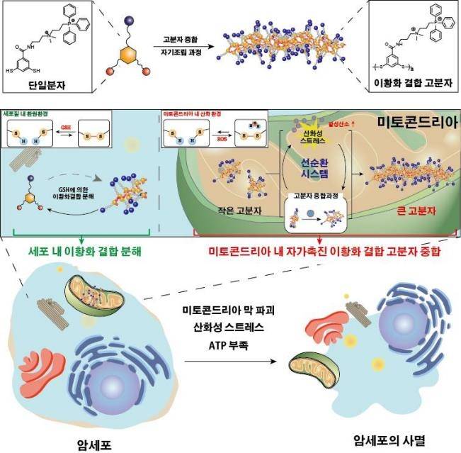 인공 단백질 고분자 중합을 통한 암세포 사멸 유도 모식도 [울산과학기술원(UNIST) 제공. 재판매 및 DB 금지]