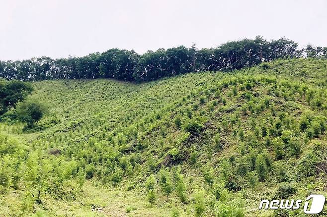 마가목을 식재한 괴산군 소수면 고마리 일원.(괴산군 제공)© 뉴스1