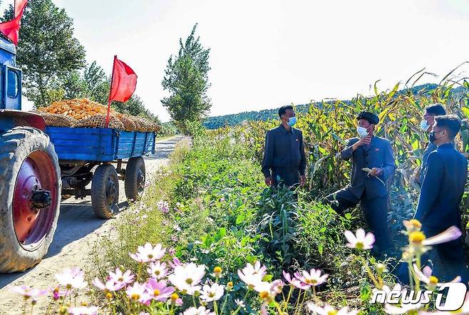 (평양 노동신문=뉴스1) = 북한 노동당 기관지 노동신문은 18일 매일 수천 정보의 강냉이 가을걷이가 진행되고 있다고 보도했다. 신문은 "정치국 확대회의 결정을 높이 받들고 산악같이 떨쳐나선 황해남도의 일꾼들과 근로자들이 강냉이 가을걷이를 본때 있게 내밀고 있다＂라고 전했다. [국내에서만 사용가능. 재배포 금지. DB 금지. For Use Only in the Republic of Korea. Redistribution Prohibited] rodongphoto@news1.kr