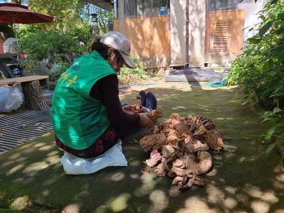 지난 16일 강원 춘천시 사북면 용화산에서 7시간 동안 채취한 송이와 능이, 참싸리 버섯. 박진호 기자