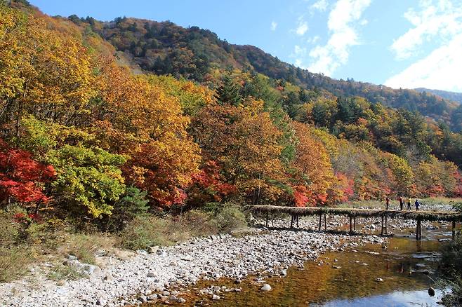 오대산 선재길. 사진 국립공원공단