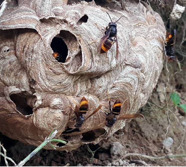 등검은말벌 [사진제공 : 농촌진흥청]