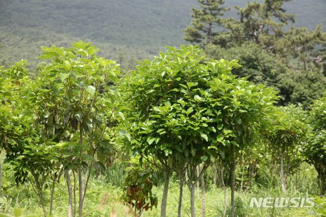 [완도=뉴시스] 완도 황칠나무. (사진=완도군 제공) photo@newsis.com