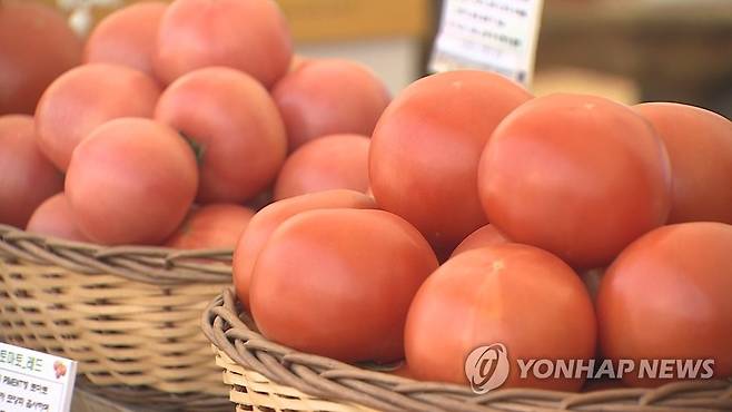 토마토 [연합뉴스TV 제공]