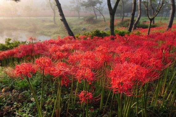 전북 고창군 선운산 꽃무릇. /사진=뉴스1