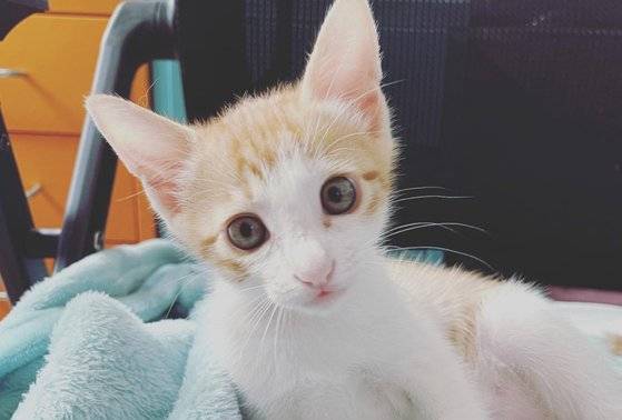 유기동물을 구조한 뒤 임시 보호하다 입양을 보내는 사례가 늘어나고 있다. 사진은 유기동물 보호·입양 플랫폼 포인핸드에 등록된 입양 홍보용 길고양이 사진. [포인핸드 캡처]