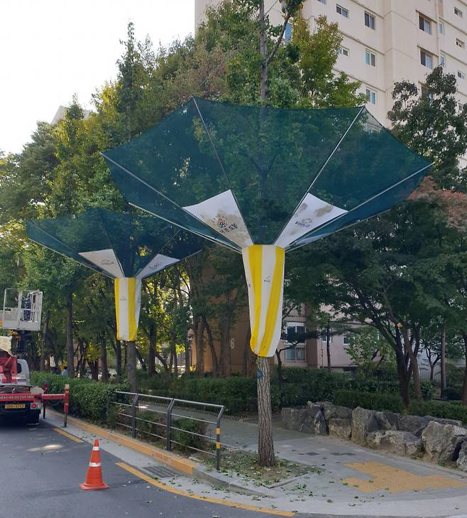 은행나무 채취용 그물 설치 모습. 서울시 제공