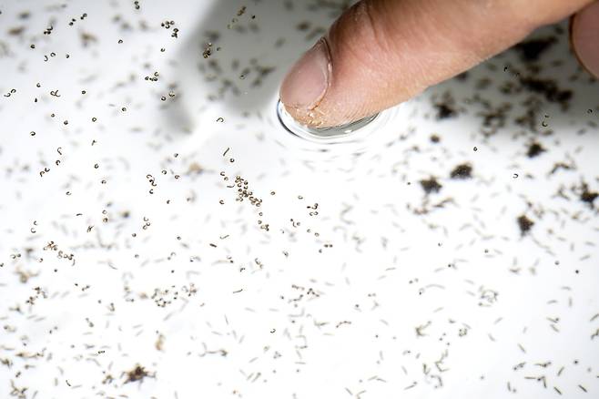 부화한 애반딧불이 알. 약 0.2m의 크기다. 장진영 기자