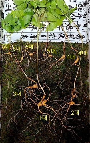 경남 함양 지리산에서 발견된 5대 가족 천종산삼. 한국전통심마니협회 제공