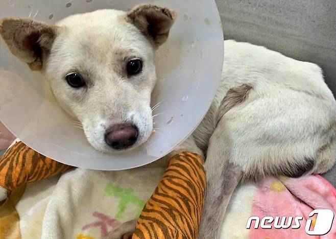 2일 충북 음성에서 교통사고 당하고 서울의 동물병원에서 치료 받고 있는 백구 (독자 제공) © 뉴스1