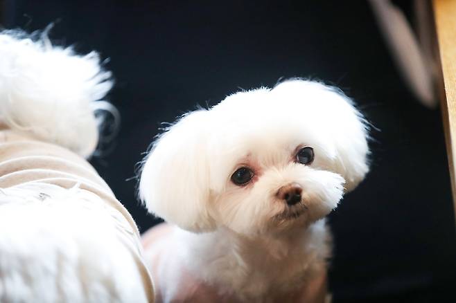 때로는 새침한 또깡씨. 우상조 기자