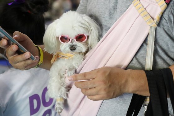 3일 서울 강남구 세텍(SETEC)에서 열린 '2021 서울펫쇼'에서 선글라스를 쓴 강아지가 보호자 품에 안겨 있다. 뉴스1