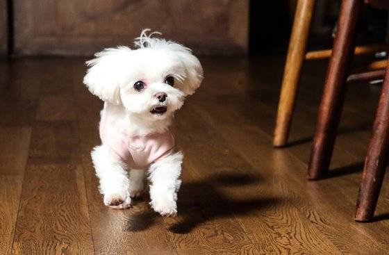 나는 건지 뛰는 건지. 또깡이는 항상 활력 최고! 우상조 기자