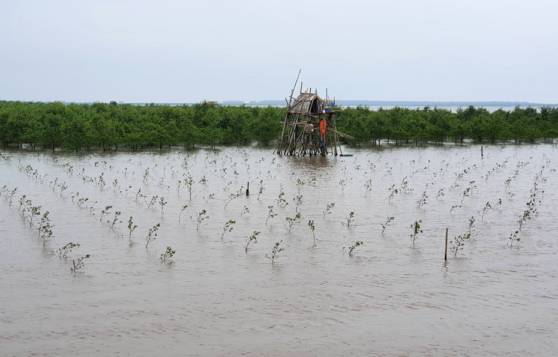 맹그로브 식재지./사진제공=산림청