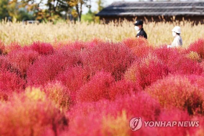 붉게 물든 댑싸리 [연합뉴스 자료사진]