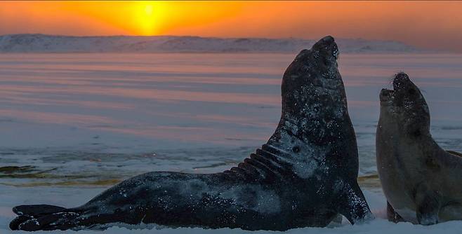 남방 코끼리물범의 수컷과 암컷이 나란히 있는 모습은 성별에 따른 몸집 차이가 얼마나 나는지 보여준다. /호주 농업수질환경부 남극관리국 홈페이지
