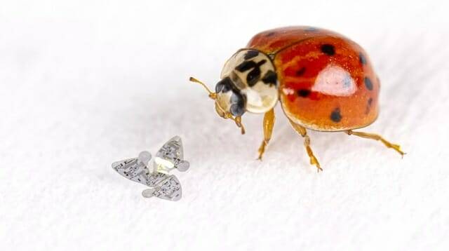 무당벌레보다 훨씬 더 작은 초소형 마이크로칩이 개발됐다. (사진=노스웨스턴대학)