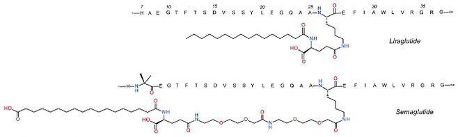 현재 비만치료제 1위인 리라글루타이드는 인체 호르몬인 GLP-1의 구조를 약간 바꿔 체내에서 잘 분해되지 않게 만든 분자다(위). 최근 비만치료제로 FDA 승인을 받은 세마글루타이드는 리라글루타이드를 살짝 더 바꿔 체내에서 훨씬 더 오래 버틸 수 있게 만든 분자로 살을 빼는 효과도 더 큰 것으로 나타났다(아래). 의약화학저널 제공