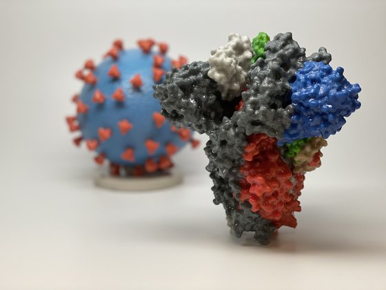 세계 여러나라에서 코로나19 바이러스의 표면의 빨간 돌기인 스파이크 단백질을 무력화하는 나노바디로 코로나19 치료제 개발을 시도하고 있다. 연합뉴스