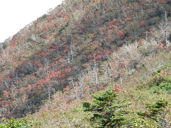 설악산 대청봉 인근의 고사한 침엽수. 강찬수 기자