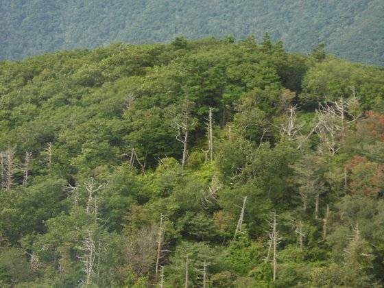지리산 중봉 근처에서 집단적으로 나타나는 고사목. 강찬수 기자