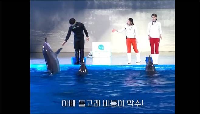 제주 퍼시픽랜드의 돌고래쇼 모습. 핫핑크돌핀스 제공.