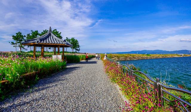 ▲ 충남 서산시에 위치한 천수만 A 지구 인근 제방에 코스모스 길이 조성돼 가을철 힐링 명소로 떠오르고 있다      ⓒ서산시