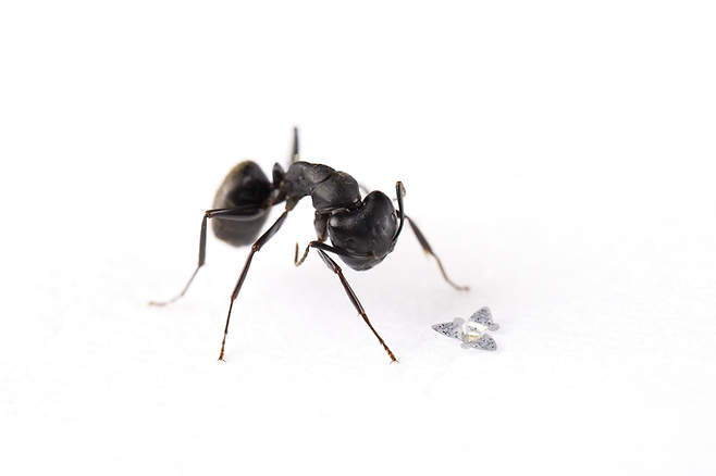 개미보다 작은 초소형 비행체 개발 - 한국 과학자들이 중심이 된 국제공동연구팀이 씨앗이 바람에 날리는 것을 흉내낸 개미보다 작은 초소형 비행체를 개발해 주목받고 있다.미국 노스웨스턴대 제공