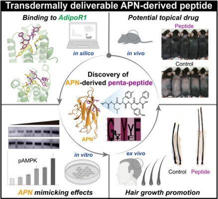 머리카락 성장을 촉진하는 펩타이드 개발 개요도. 서울대병원 제공