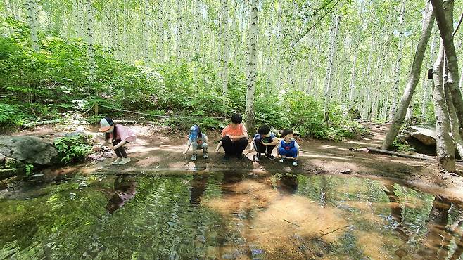 인제 자작나무숲에 있는 작연연못